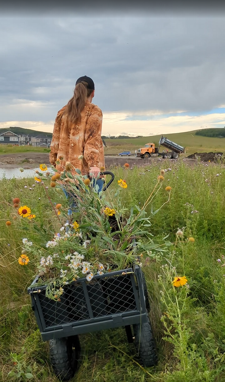 Vacant Lots Farm Club volunteer transporting floral plants using a wagon.